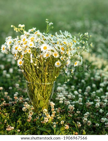 chamomile wildflowers stand in a clear glass vase in a field on a sunny warm summer evening