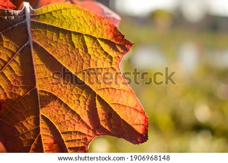 This is a picture of a leave in autum. The leave is very sharp and the background very blurry. 