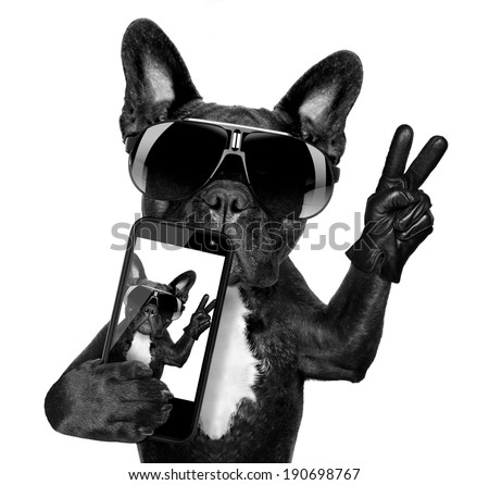 french bulldog  taking a selfie with cool fancy sunglasses