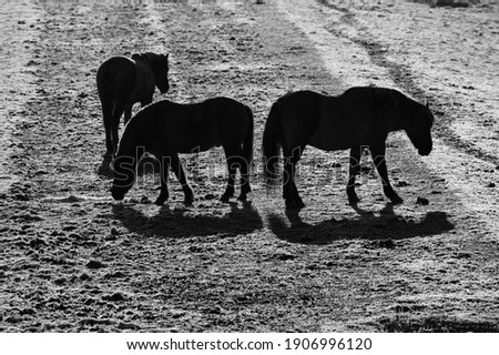 The “Dülmen“ is the only native pony breed in Germany. A small drove of horses in Hemer Sauerland is grazing on an idyllic frozen meadow in cold winter at dawn with low sun, black and white greyscale.