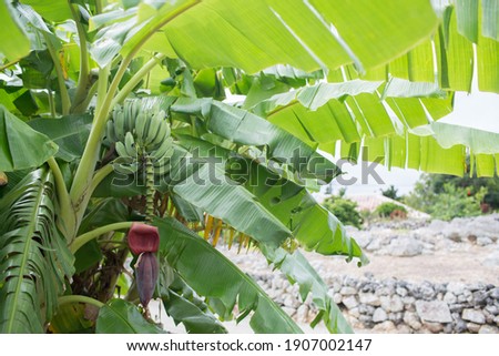 Banana tree with a bunch of green bananas, a flower and green leaves. Picture taken on Taketomi Island, Okinawa, Japan.