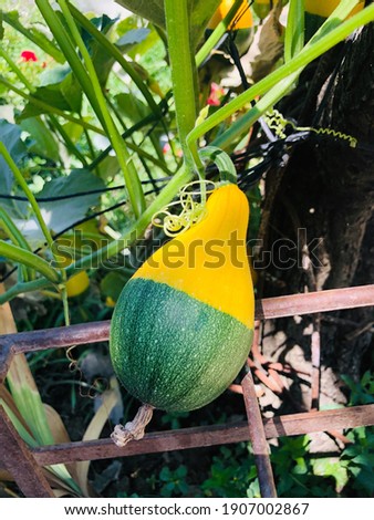 Half green half yellow tiny pumpkin picture in the garden