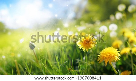 Beautiful flowers of yellow dandelions in nature in warm summer or spring on meadow against blue sky, macro. Dreamy artistic image of beauty of environment.