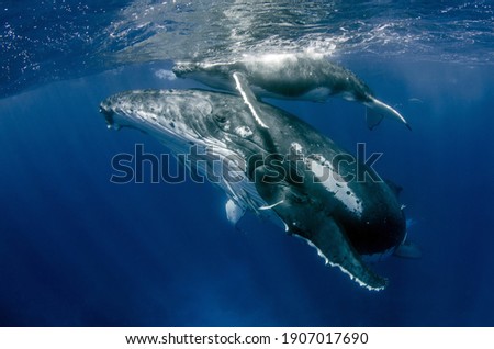 Humpback Whale Mother with Calf on Tonga Royalty-Free Stock Photo #1907017690
