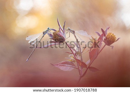 Small dragonflies lyutki bask in the early autumn morning on the stalks of grass