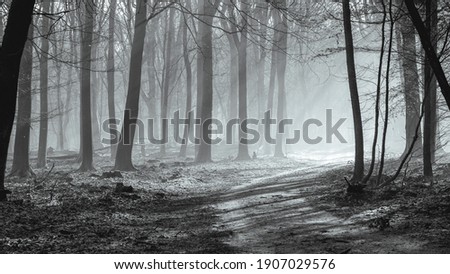 sunrise and fog in the forest in the Netherlands, Speulderbos Veluwe.