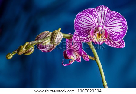 Purple orchid isolated on blue background