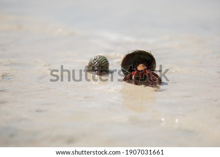 Big red hermit crab on wet sand, view from the front side. Picture taken at Kondoi Beach, on Taketomi Island, Okinawa, Japan .