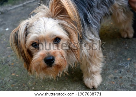 Portrait of young Chihuahua mixed yorkshire terrier looking something on the floor outside the house. Very cute little dog. 