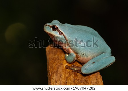 Hyla meridionalis, blue frog on the branch with dark background.
