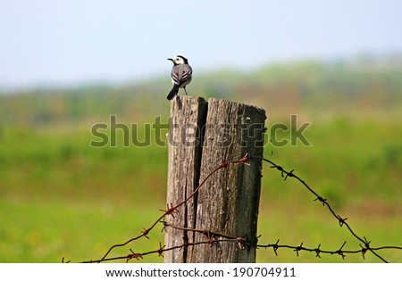 White wagtail is on a post with barbed wire
