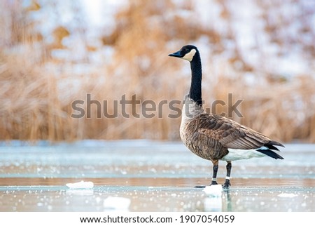 Canada goose standing on ice. Royalty-Free Stock Photo #1907054059