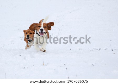 beagle runs through the snow. Hunting the beast.