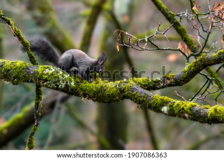 winter preparations of wild squirrel on moss-covered tree - eye level