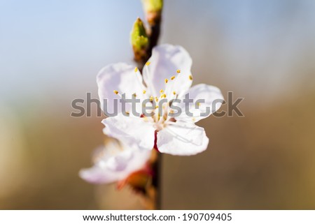 Blossoming cherry in beams of the bright spring sun