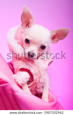 
White chihuahua puppy on pink studio background, wearing pink coat