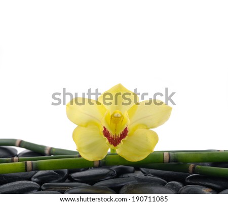 Yellow orchid and bamboo grove on pebbles