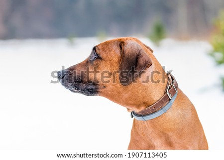  Rhodesian ridgeback. Winter photos of the dog.