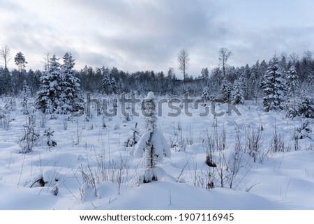small Christmas tree and sun pines have grown in the forest clearing and are covered with white fluffy snow