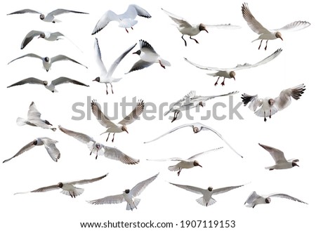 collection of black-headed gulls in flight isolated on white background Royalty-Free Stock Photo #1907119153