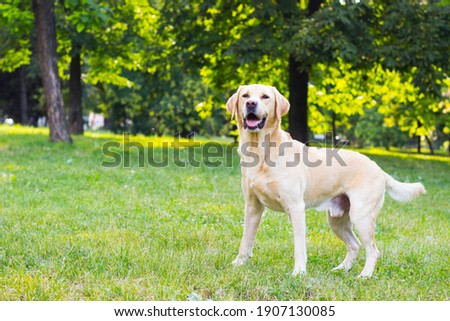 Smiling labrador dog in the city park  Royalty-Free Stock Photo #1907130085