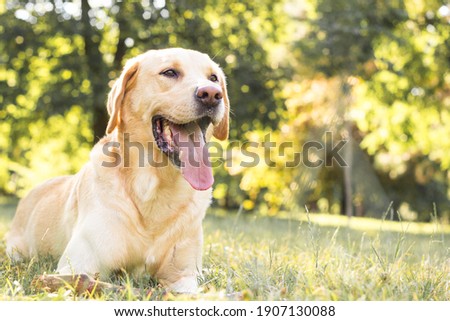 Smiling labrador dog in the city park  Royalty-Free Stock Photo #1907130088