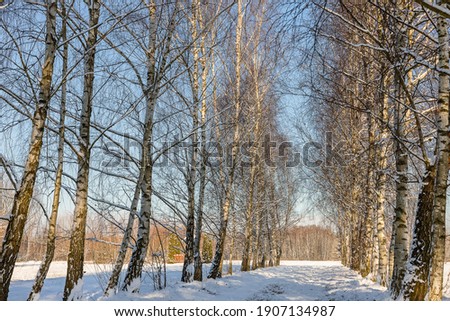 Snow-covered birch alley on a sunny winter day. Sunlit tree trunks. The landscape of Polish and Masovian villages.