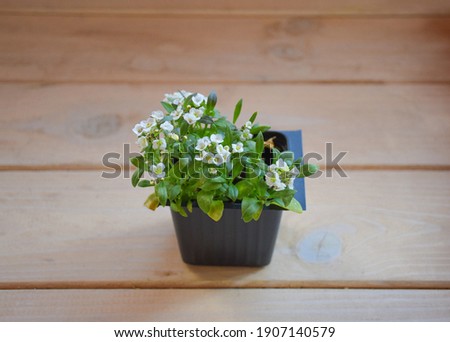 Lobularia maritime or Sweet Alyssum with white flowers in  a small plastic plant pot on wooden table, ready for sale and for planting in the garden or in a large pot for decoration. Royalty-Free Stock Photo #1907140579