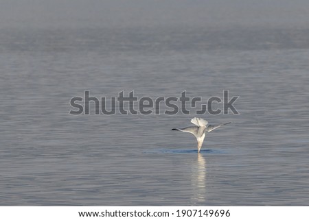 Sea gull diving towards water surface. Image has negative space for text