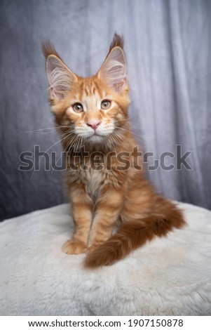 cute orange tabby ginger maine coon kitten sitting on white fur looking at camera on gray concrete style background