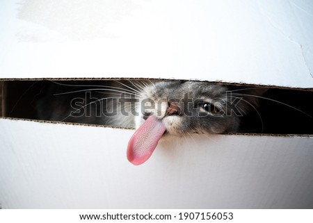 funny picture of a cat sticking out long tongue looking through a gap