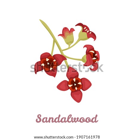 Sandalwood flower isolated on white background. Vector illustration of a fragrant plant in cartoon flat style. Santalum album icon. Royalty-Free Stock Photo #1907161978