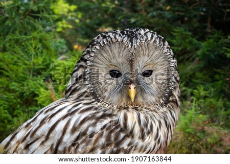 Young Ural Owl sit in a tree and looking on the the camera
