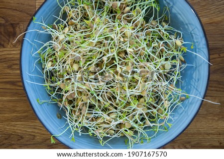 Fresh lentil and radish sprouts isolated on background