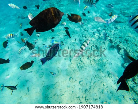 Underwater life with fishes in the Red Sea