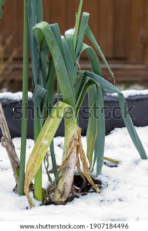 Leeks in my raised bed in winter. Royalty-Free Stock Photo #1907184496