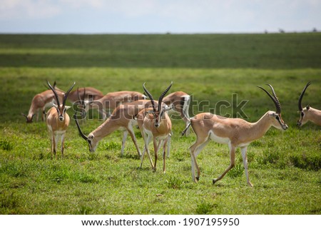 Small herd of Gazelle on green grassy plain Royalty-Free Stock Photo #1907195950