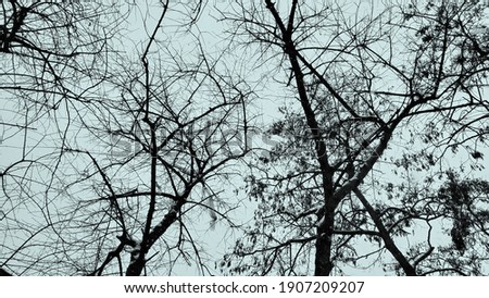 Tangled bare tree branches high in gray blue sky. Atmosphere of horror, fear, haunted forest, creepy, spooky Halloween background