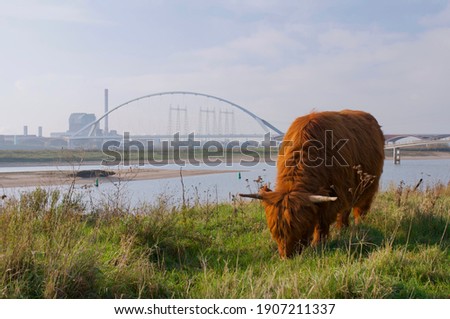 A hairy red galloway cow in Nijmegen at the river De Waal, bridge De Oversteek in the background. Nijmegen, the Netherlands.