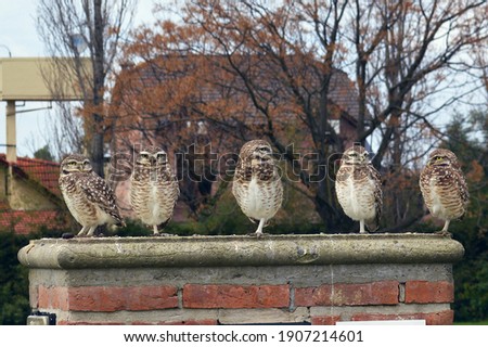 Five owls on a column of bricks on an autumn day. Beautiful birds. 
