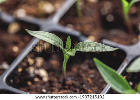 Close up of hot chili peppers seedlings growing in a seed starting tray Royalty-Free Stock Photo #1907215102
