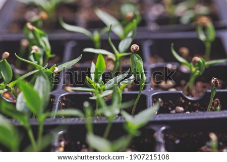 Hot chili peppers seedlings growing in a seed starting tray Royalty-Free Stock Photo #1907215108