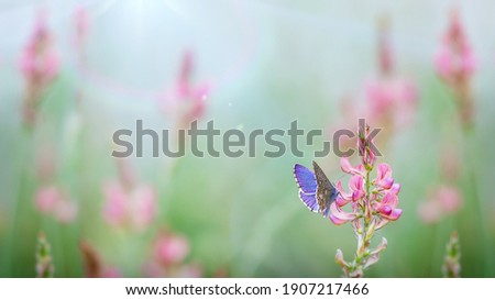 Spike with pink buds of Onobrychis viciifolia and Adonis blue butterfly against blurred meadow background. Beautiful spring - summer nature wallpaper with space for text. Cool image of morning nature.