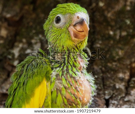 a baby Yellow-chevroned Parakeet, after eating