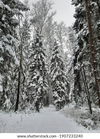 Beautiful winter forest pictures. Russian nature.