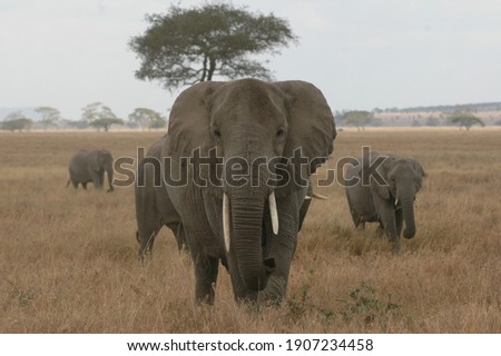 Picture of elephants taken in 2005