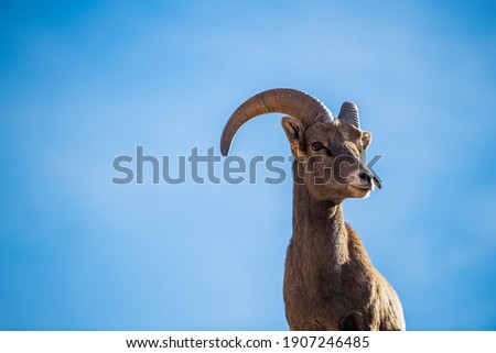 Beautiful Bighorn Sheep standing cliffside along the Superstition Mountains at Zion National Park, Utah Royalty-Free Stock Photo #1907246485