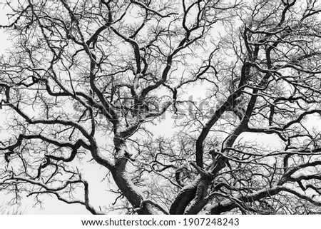 Monochrome snowy winter tree branches