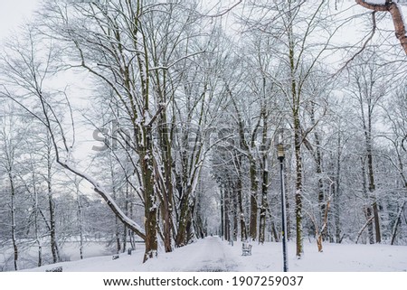 Winter Landscape. Tree Covered with Snow in Winter.