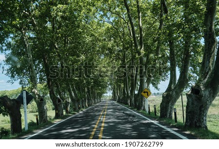 a picture from the car route through a tunnel of trees in uruguay